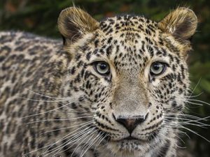 沃爾沃集團(tuán)參與瀕危波斯豹保護(hù)項目